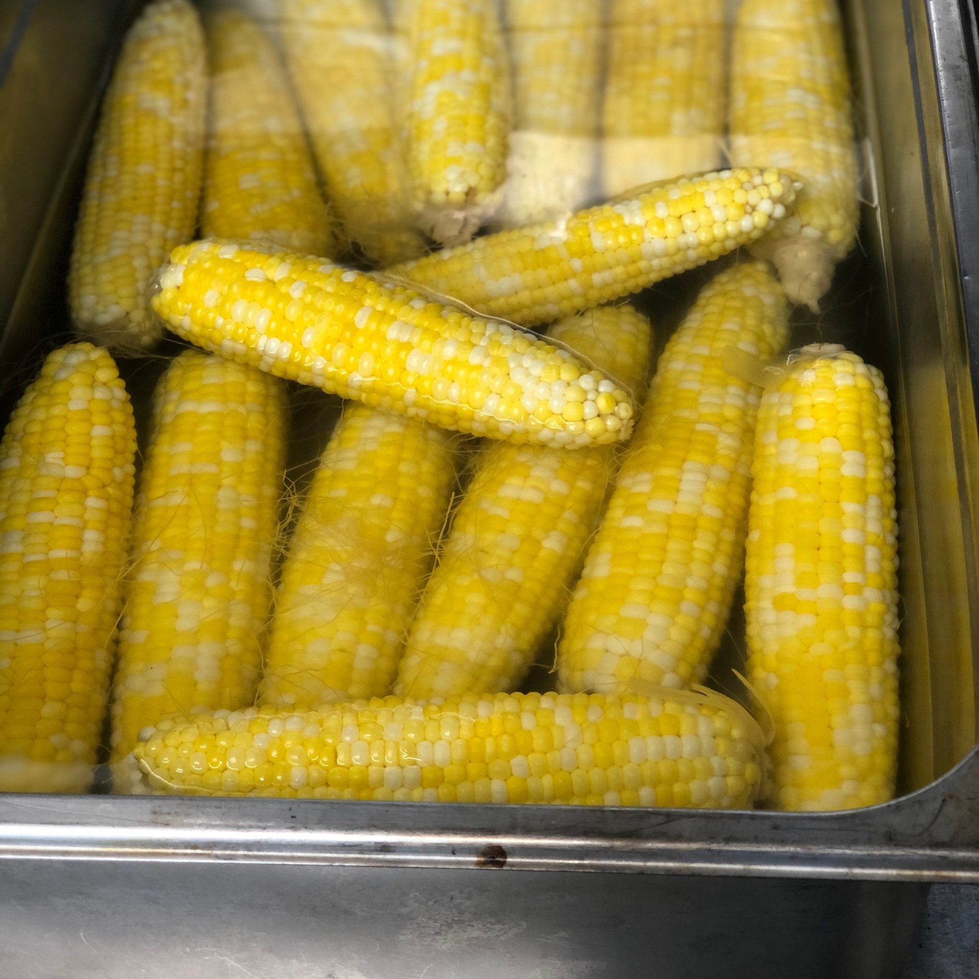 Several ears of boiled corn in a stainless steel tray.
